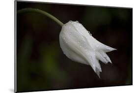 Close-up of Tulip with dew drops, Hope, Knox County, Maine, USA-Panoramic Images-Mounted Photographic Print