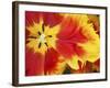 Close-Up of Tulip-Anna Miller-Framed Photographic Print
