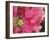 Close-Up of Tulip-Anna Miller-Framed Photographic Print