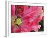 Close-Up of Tulip-Anna Miller-Framed Photographic Print