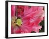 Close-Up of Tulip-Anna Miller-Framed Photographic Print