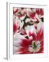 Close-Up of Tulip-Anna Miller-Framed Photographic Print