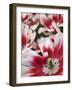 Close-Up of Tulip-Anna Miller-Framed Photographic Print