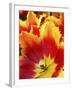 Close-Up of Tulip-Anna Miller-Framed Photographic Print