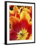 Close-Up of Tulip-Anna Miller-Framed Photographic Print