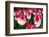 Close up of tulips, Skagit Valley, Washington, USA-Panoramic Images-Framed Photographic Print