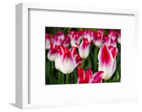 Close up of tulips, Skagit Valley, Washington, USA-Panoramic Images-Framed Photographic Print