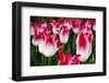 Close up of tulips, Skagit Valley, Washington, USA-Panoramic Images-Framed Photographic Print