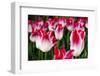 Close up of tulips, Skagit Valley, Washington, USA-Panoramic Images-Framed Photographic Print