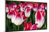 Close up of tulips, Skagit Valley, Washington, USA-Panoramic Images-Mounted Photographic Print