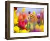 Close-up of tulips-Craig Tuttle-Framed Photographic Print