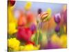 Close-up of tulips-Craig Tuttle-Stretched Canvas