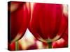 Close-up of tulips-Terry Eggers-Stretched Canvas