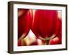 Close-up of tulips-Terry Eggers-Framed Photographic Print