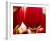 Close-up of tulips-Terry Eggers-Framed Photographic Print