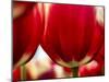 Close-up of tulips-Terry Eggers-Mounted Photographic Print