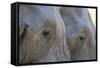 Close-Up of Two African Elephants (Loxodonta Africana)-Sergio Pitamitz-Framed Stretched Canvas