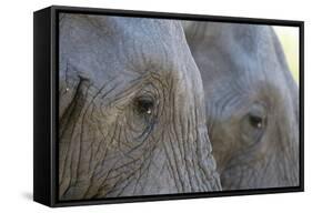 Close-Up of Two African Elephants (Loxodonta Africana)-Sergio Pitamitz-Framed Stretched Canvas