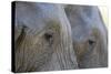 Close-Up of Two African Elephants (Loxodonta Africana)-Sergio Pitamitz-Stretched Canvas