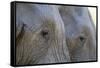 Close-Up of Two African Elephants (Loxodonta Africana)-Sergio Pitamitz-Framed Stretched Canvas