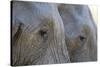 Close-Up of Two African Elephants (Loxodonta Africana)-Sergio Pitamitz-Stretched Canvas