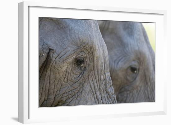 Close-Up of Two African Elephants (Loxodonta Africana)-Sergio Pitamitz-Framed Photographic Print