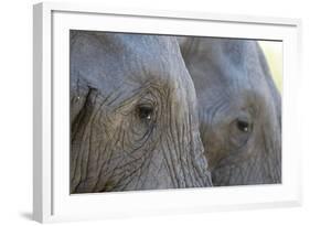 Close-Up of Two African Elephants (Loxodonta Africana)-Sergio Pitamitz-Framed Photographic Print