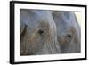 Close-Up of Two African Elephants (Loxodonta Africana)-Sergio Pitamitz-Framed Photographic Print