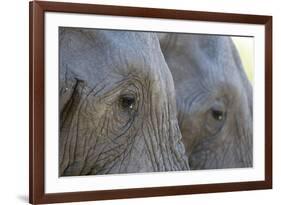 Close-Up of Two African Elephants (Loxodonta Africana)-Sergio Pitamitz-Framed Photographic Print