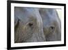 Close-Up of Two African Elephants (Loxodonta Africana)-Sergio Pitamitz-Framed Photographic Print