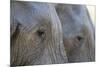 Close-Up of Two African Elephants (Loxodonta Africana)-Sergio Pitamitz-Mounted Photographic Print