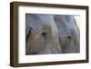 Close-Up of Two African Elephants (Loxodonta Africana)-Sergio Pitamitz-Framed Photographic Print