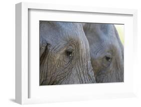 Close-Up of Two African Elephants (Loxodonta Africana)-Sergio Pitamitz-Framed Photographic Print