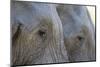 Close-Up of Two African Elephants (Loxodonta Africana)-Sergio Pitamitz-Mounted Photographic Print