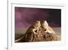 Close-up of two Bearded dragon on rock-null-Framed Photographic Print