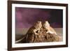 Close-up of two Bearded dragon on rock-null-Framed Photographic Print