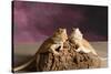 Close-up of two Bearded dragon on rock-null-Stretched Canvas