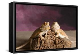 Close-up of two Bearded dragon on rock-null-Framed Stretched Canvas