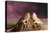 Close-up of two Bearded dragon on rock-null-Stretched Canvas