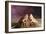 Close-up of two Bearded dragon on rock-null-Framed Photographic Print