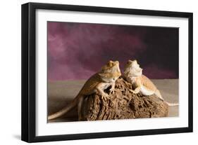 Close-up of two Bearded dragon on rock-null-Framed Photographic Print