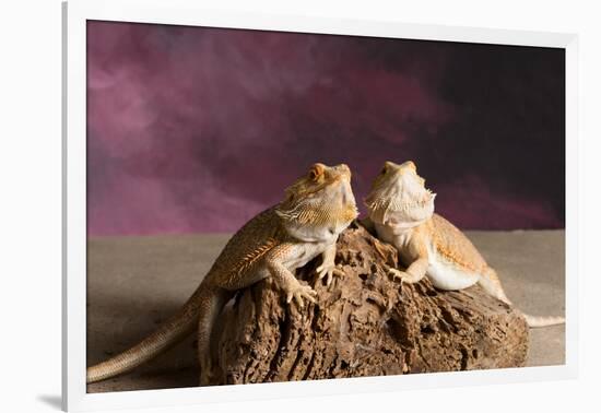 Close-up of two Bearded dragon on rock-null-Framed Photographic Print