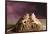 Close-up of two Bearded dragon on rock-null-Framed Photographic Print