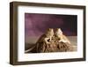 Close-up of two Bearded dragon on rock-null-Framed Photographic Print