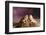 Close-up of two Bearded dragon on rock-null-Framed Photographic Print