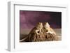 Close-up of two Bearded dragon on rock-null-Framed Photographic Print