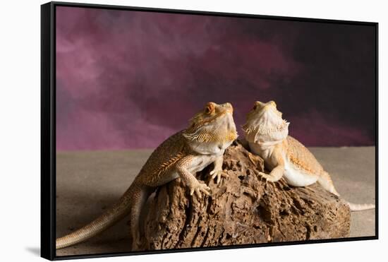 Close-up of two Bearded dragon on rock-null-Framed Stretched Canvas