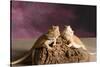 Close-up of two Bearded dragon on rock-null-Stretched Canvas