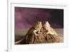 Close-up of two Bearded dragon on rock-null-Framed Photographic Print