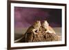 Close-up of two Bearded dragon on rock-null-Framed Photographic Print